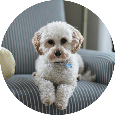 Dog on couch